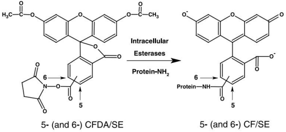 5f213974a5249.png image.png