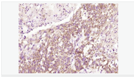 6052a7c262004.png image.png