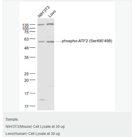 6052b697cf312.png image.png