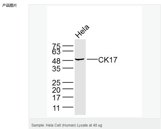 60794e4acaf26.png image.png