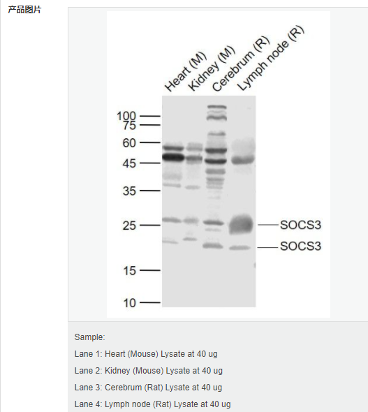 607d2082da98b.png image.png